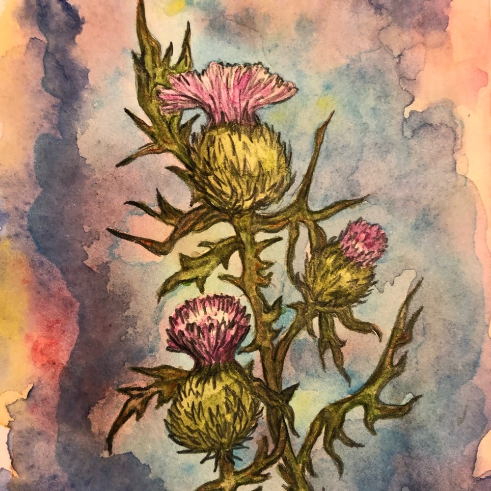 “Bull Thistle” Watercolor Notecard